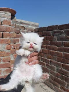 persian kitten x punch face