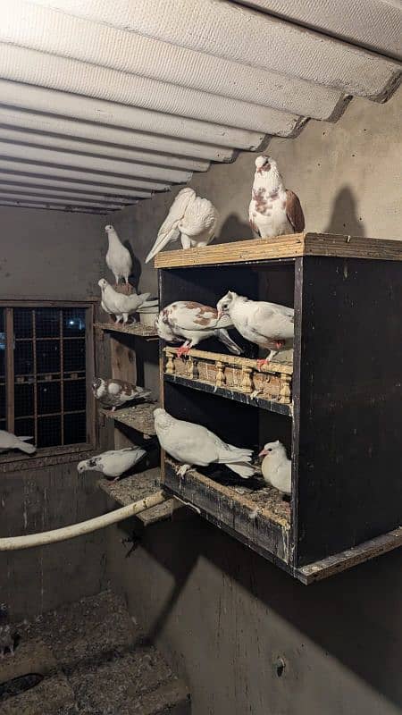 Pigeons - Kabootar - Urgent Sale 0