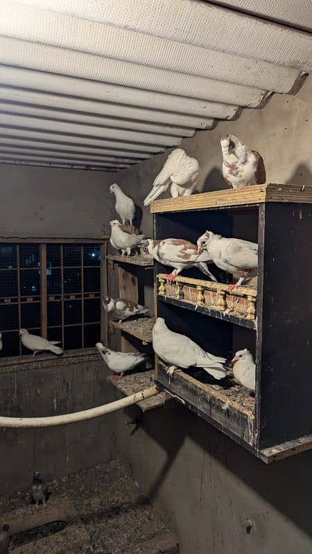 Pigeons - Kabootar - Urgent Sale 1