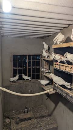 Pigeons