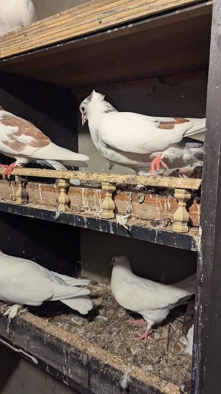 Pigeons - Kabootar - Urgent Sale 3