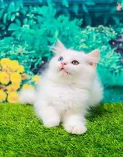 Persian kittens triple coat pair for sale contact whatsap03046501951