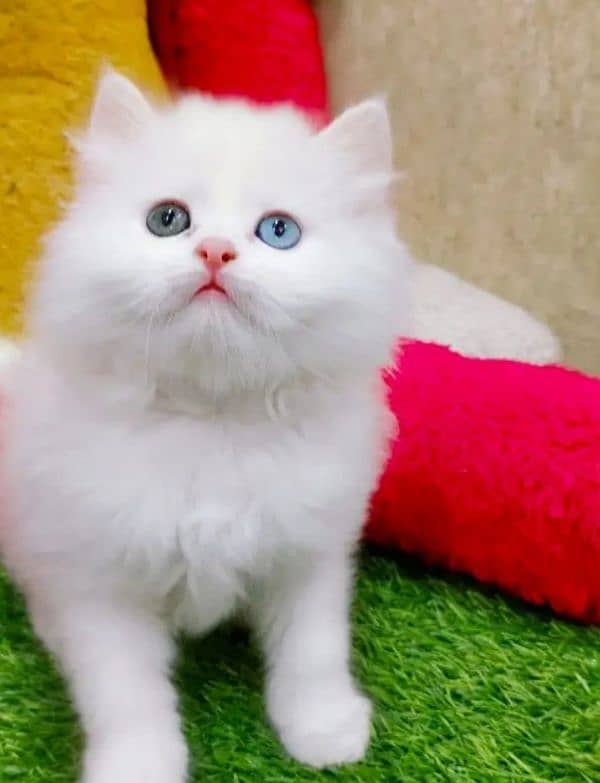 Persian kittens triple coat pair for sale contact whatsap03046501951 1