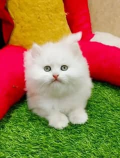 Persian kittens triple coat pair for sale contact whatsap03046501951