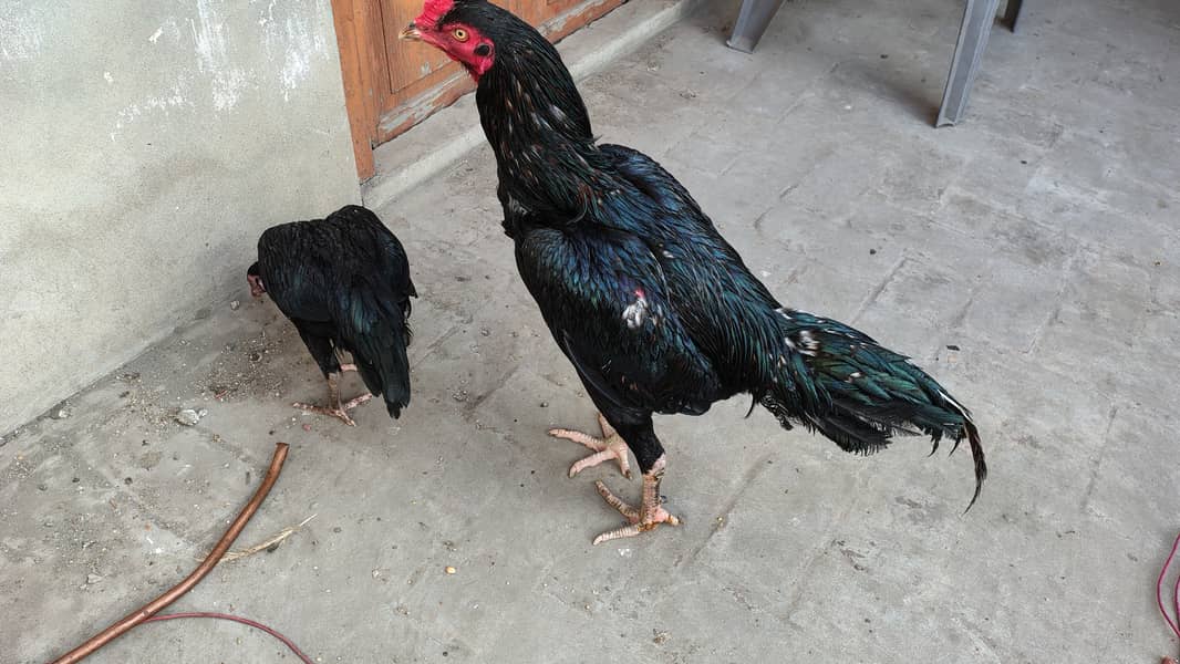 Japany Heera Shamo Aseel Murgh & Hen pair egg laying 0