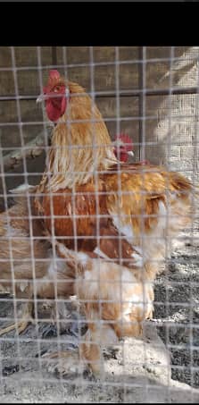 Golden Buff | Aseel murga | Black Buff | White Buff | Chicks | Breeder