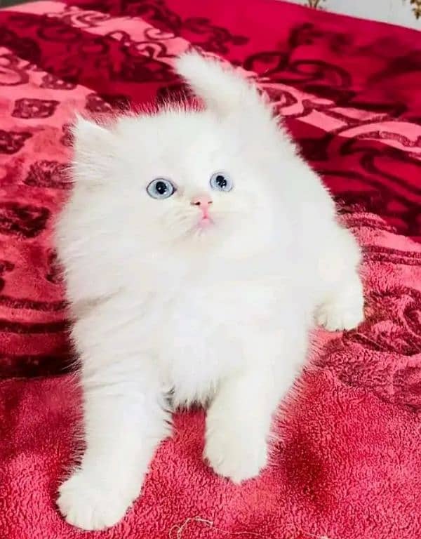 Persian kittens triple coat pair for sale contact whatsap03046501951 1