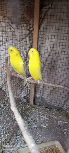 2 pairs of Australian parrots