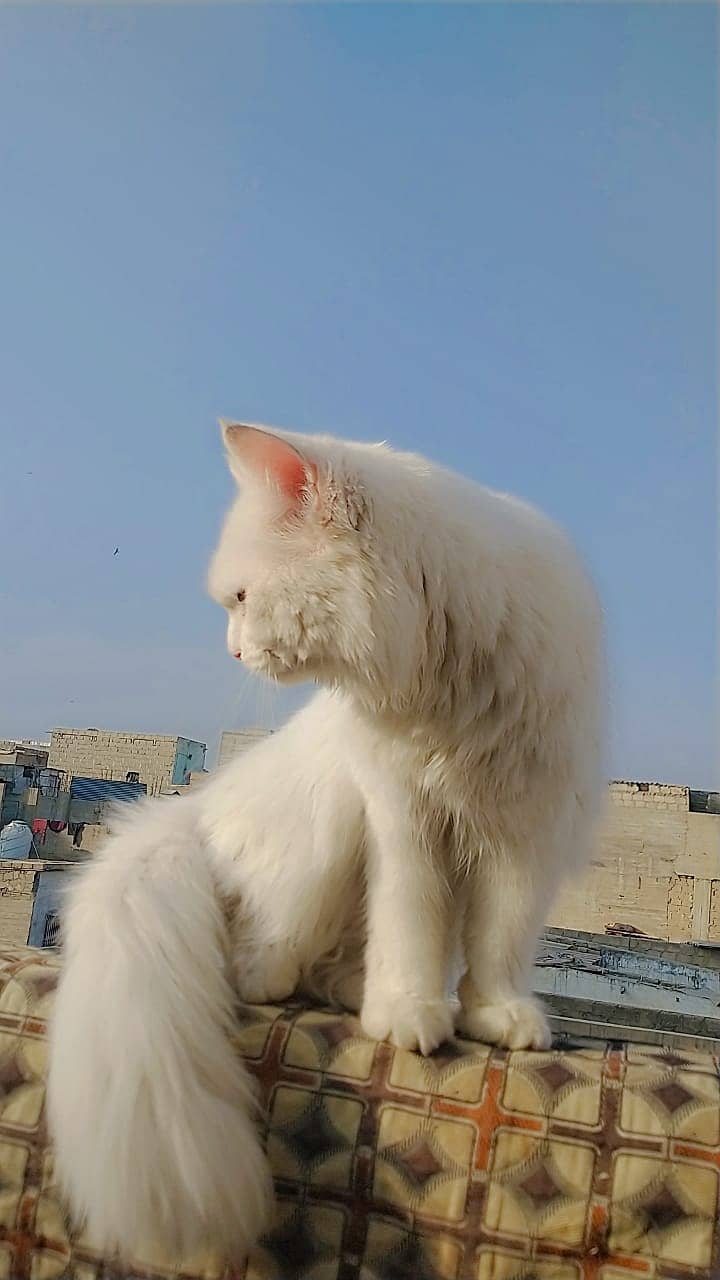 Full white pure persian kitten 03022693903 1