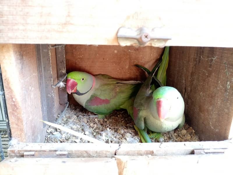 Pahari Breeder pair + Cage & Box 1