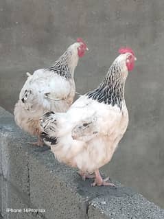 light Sussex hens and breeder