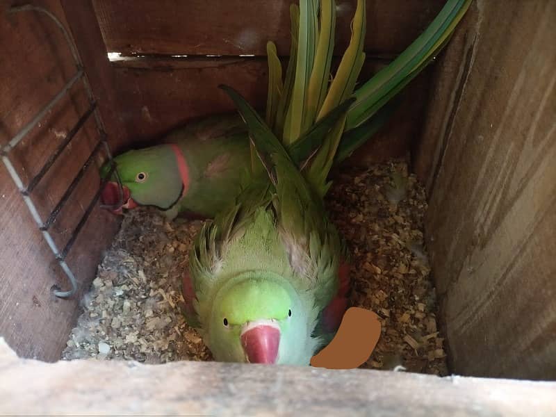 Pahari Breeder pair + Cage & Box 2