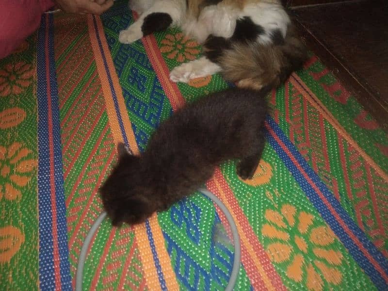 Persian breed calico kitten for sale! 2