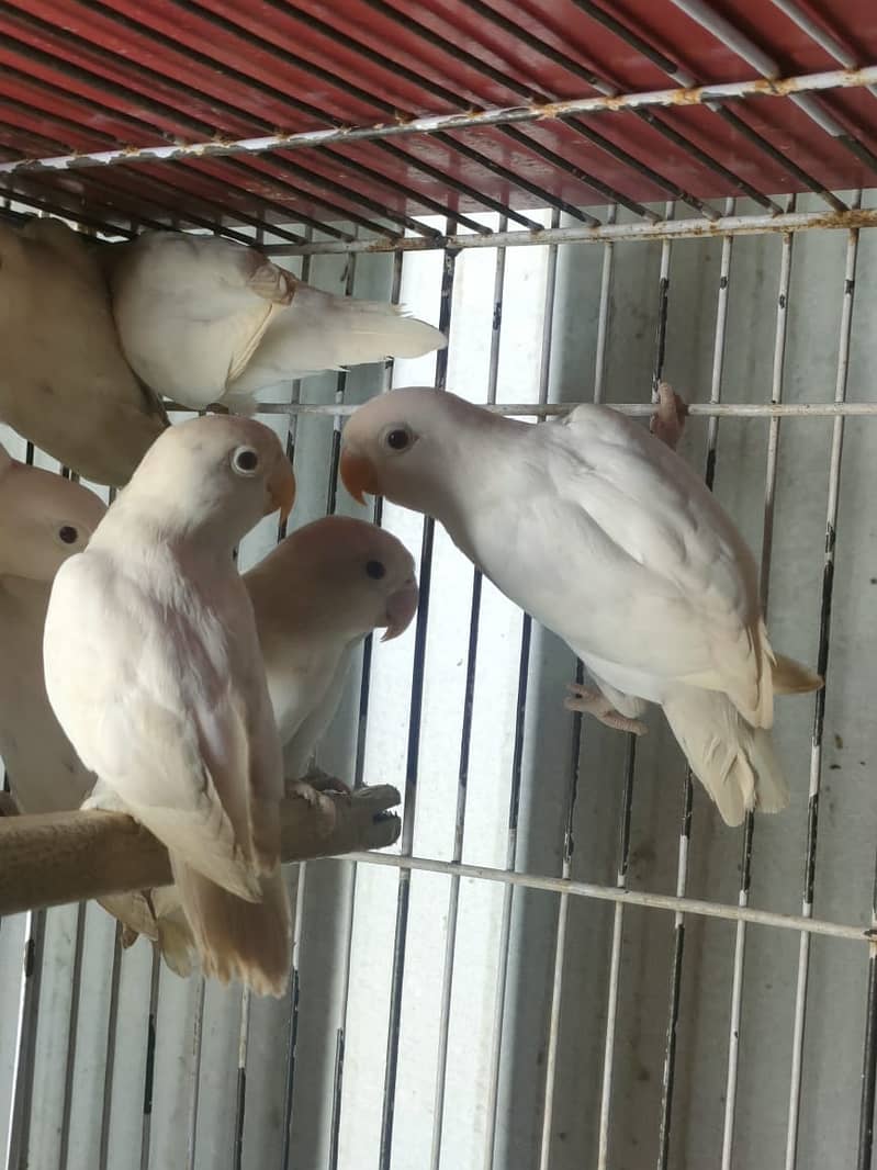 Albino red eye albiono split ino caremino decino parblue pastel ino 2