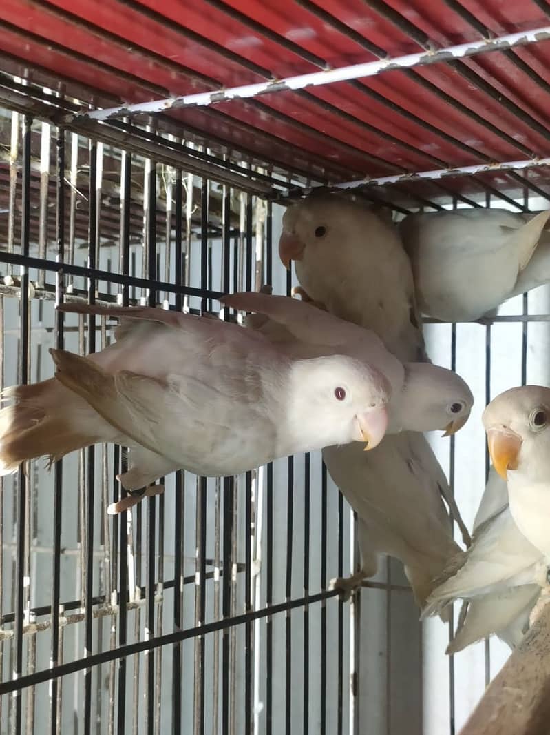 Albino red eye albiono split ino caremino decino parblue pastel ino 3