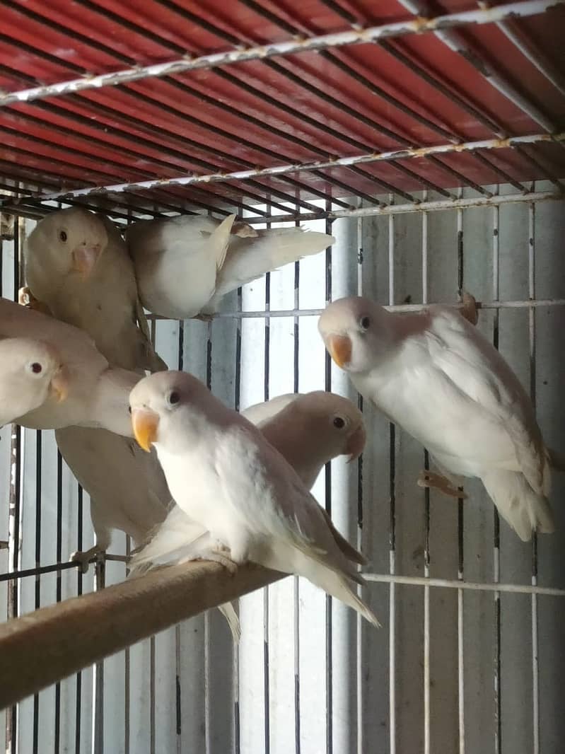 Albino red eye albiono split ino caremino decino parblue pastel ino 4