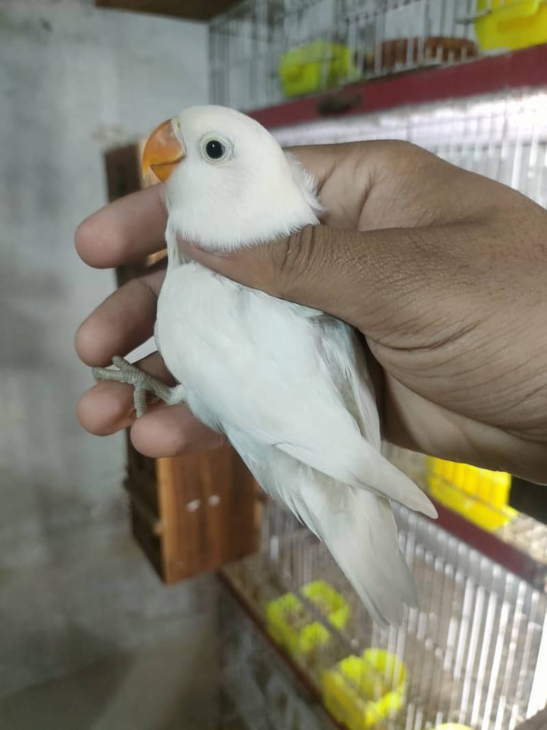 Albino red eye albiono split ino caremino decino parblue pastel ino 7