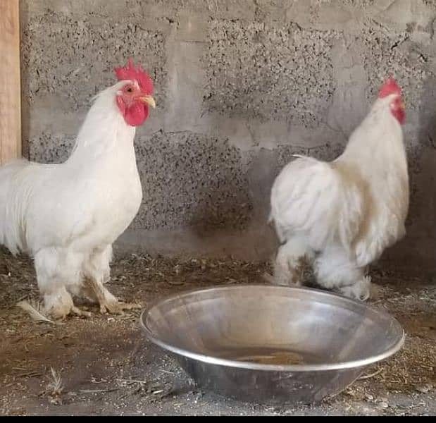 White Bantam male Breeder For sale Price 0