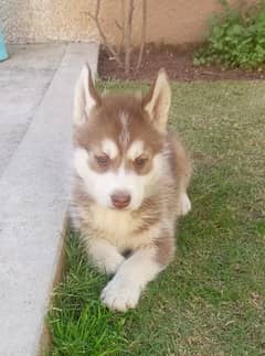 Siberian husky