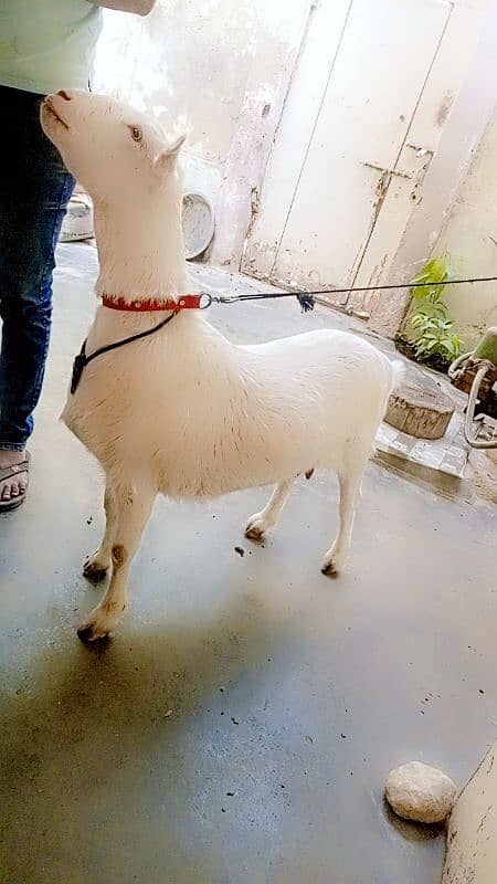 2bakri for sale 0