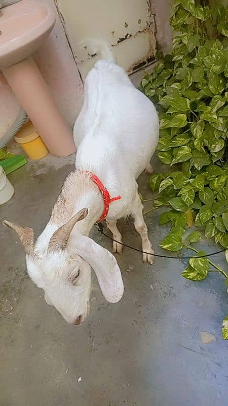 2bakri for sale 4