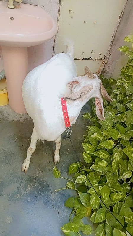 2bakri for sale 8