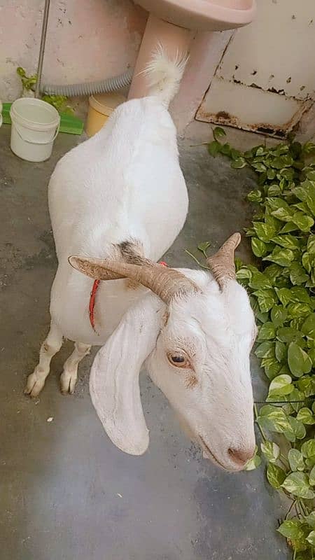 2bakri for sale 9