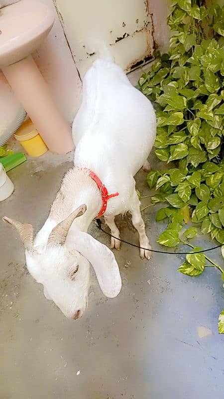 2bakri for sale 10