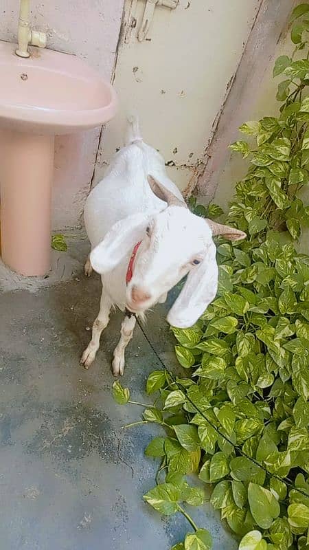 2bakri for sale 11