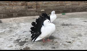 Black Tail pigeon