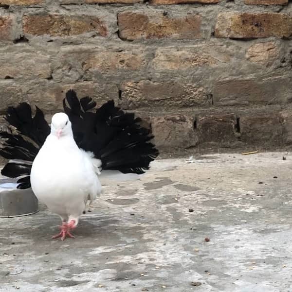 Black Tail pigeon 3