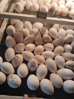 Turkey egg for sale