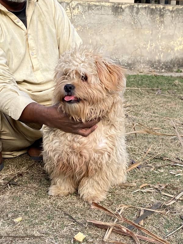 shih tzu high quality well train dog 2