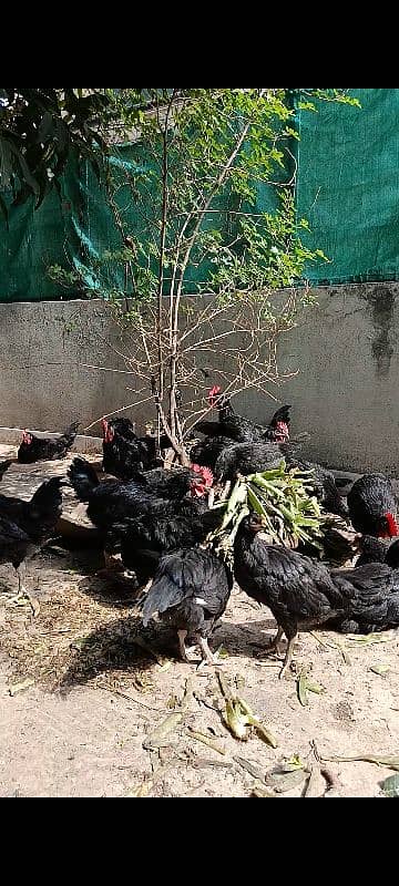 Black Australorp desi hens murgi / Aseel white Oshamo 0