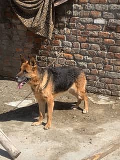 german shepherd non pedigree