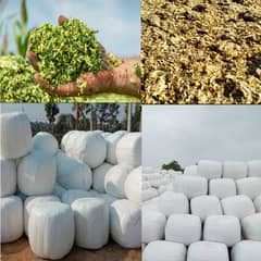 silage | Corn silage | khushak | silage company | cow feed