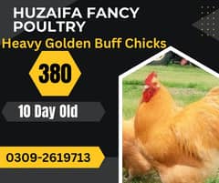 Golden Heavy buff Chicks