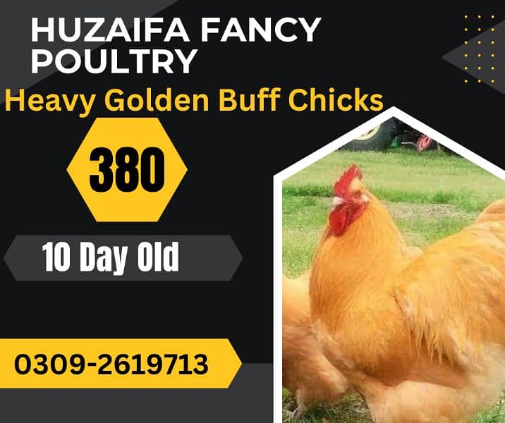 Golden Heavy buff Chicks 0