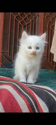 male kitten for sale