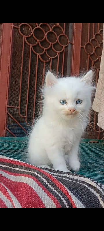 male kitten for sale 1