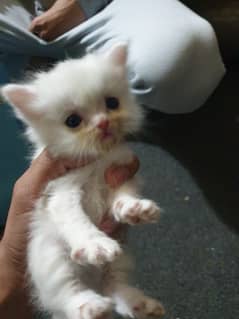 Persian female white kitten for sale