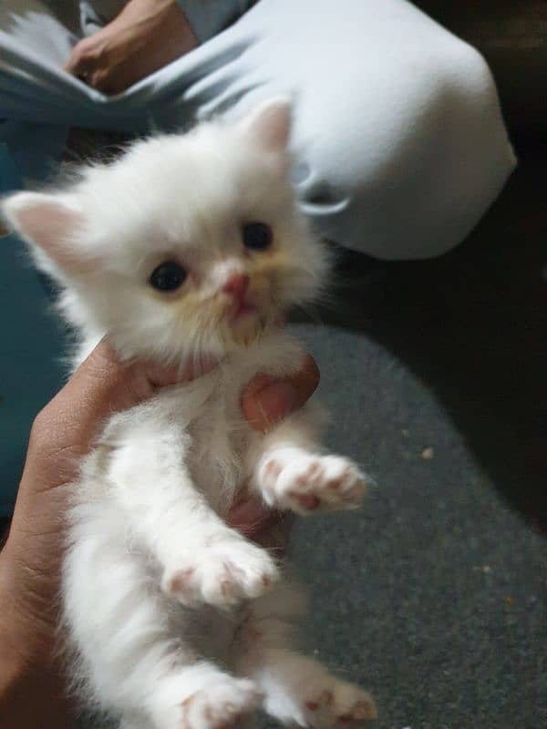 Persian white kitten for sale 0