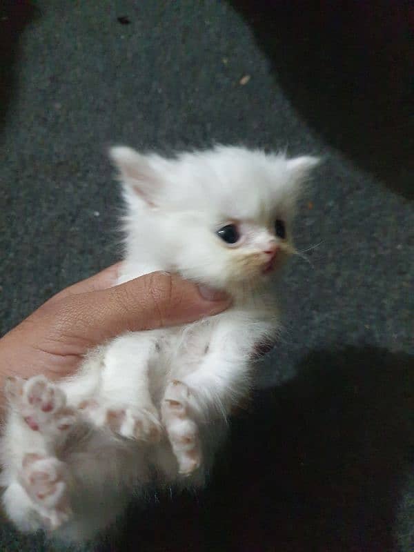 Persian white kitten for sale 1