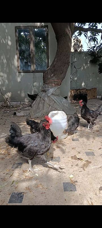 Black Australorp desi hens murgi / Aseel white Oshamo 1