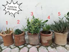 5 pots with plants for SALE, FIXED price