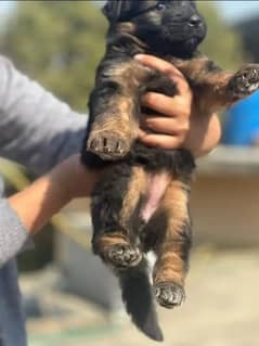 German Shepherd Male For Sale / GSD / Long Coat Puppies