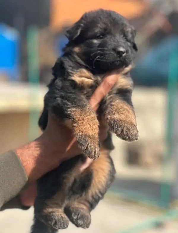 German Shepherd Male For Sale / GSD / Long Coat Puppies 2