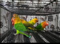 Love Birds Green Fischer Rawalpindi 03317862112