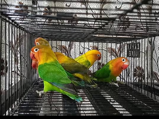 Love Birds Green Fischer Rawalpindi 03317862112 0