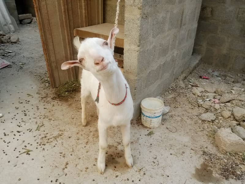 Qurbani 2025 Pure Gulabi White Teddy Bakra Healthy & Active 0